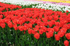 華麗な姿のチューリップ＃８