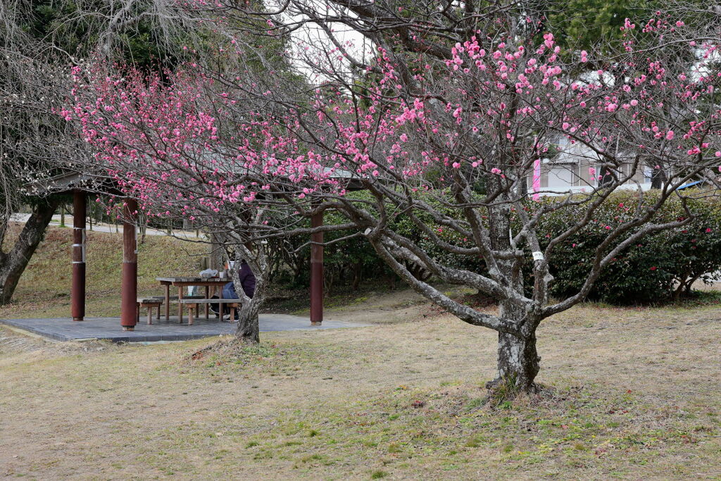 やっと咲き始めた梅の花＃１