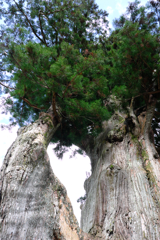 根羽村の『月瀬の大杉』#7