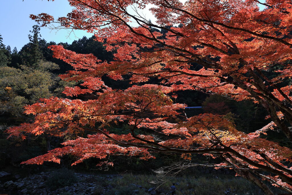 久し振りに大井平公園紅葉撮影＃１８