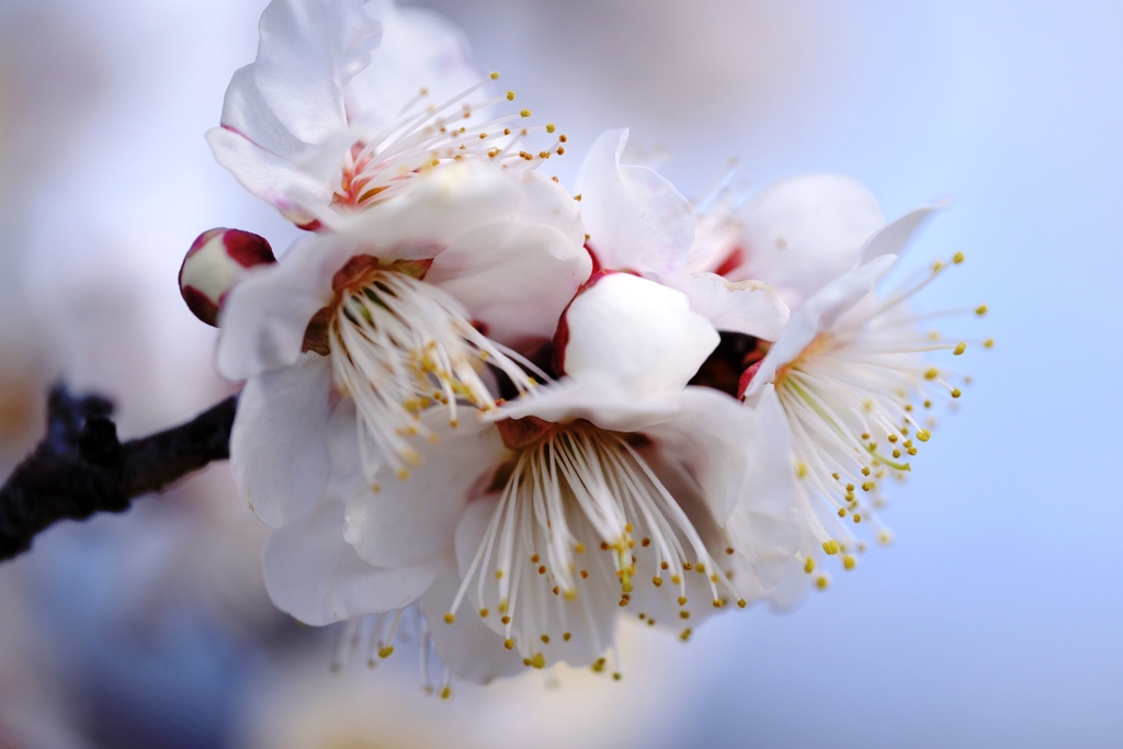 岡崎南公園葵梅林ロケハン＃４