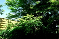 新緑が眩しい丈山苑＃３
