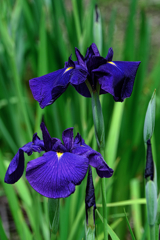 今年も逢いに菖蒲の花＃８