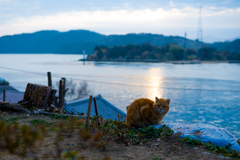 朝日と海と猫