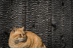 猫と焼杉
