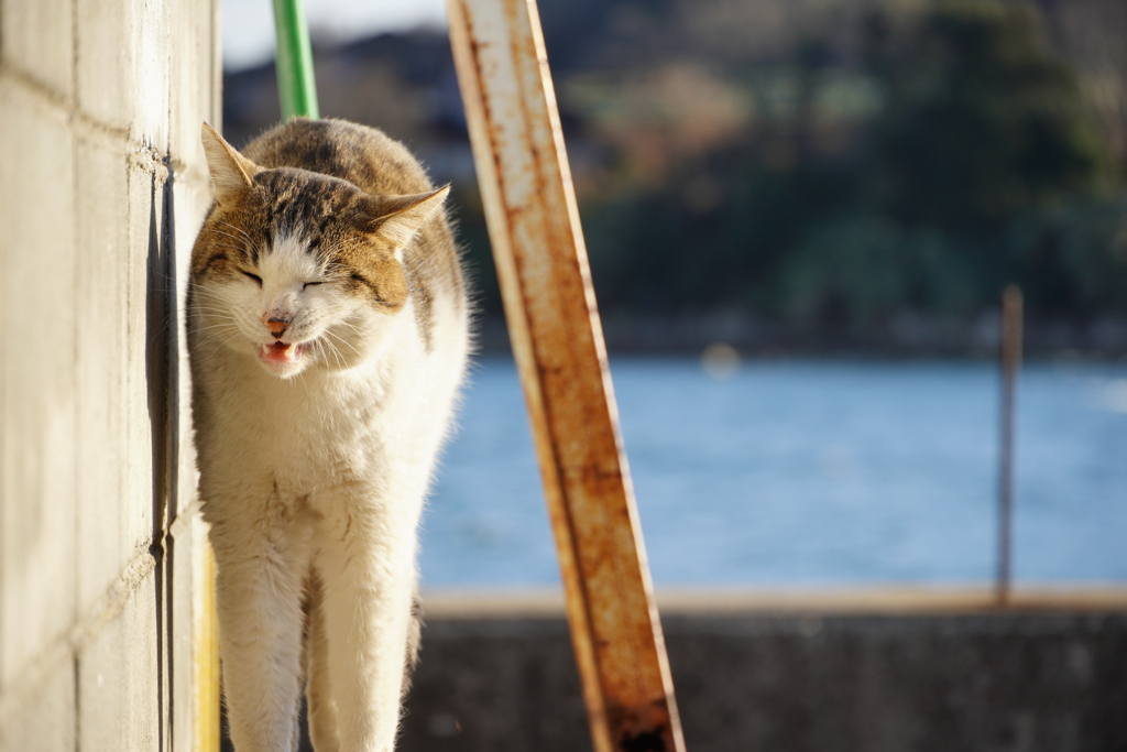 猫は伸びる