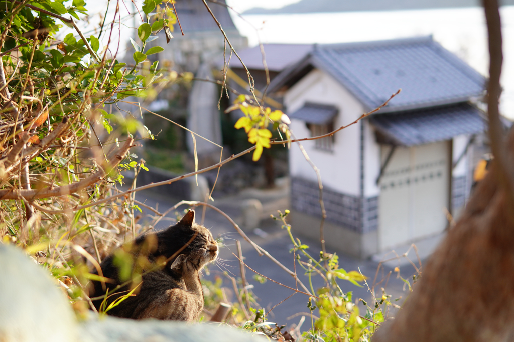 今日も気ままに
