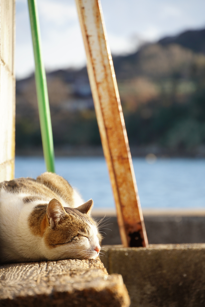 猫は溶ける