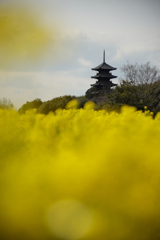 塔と菜の花