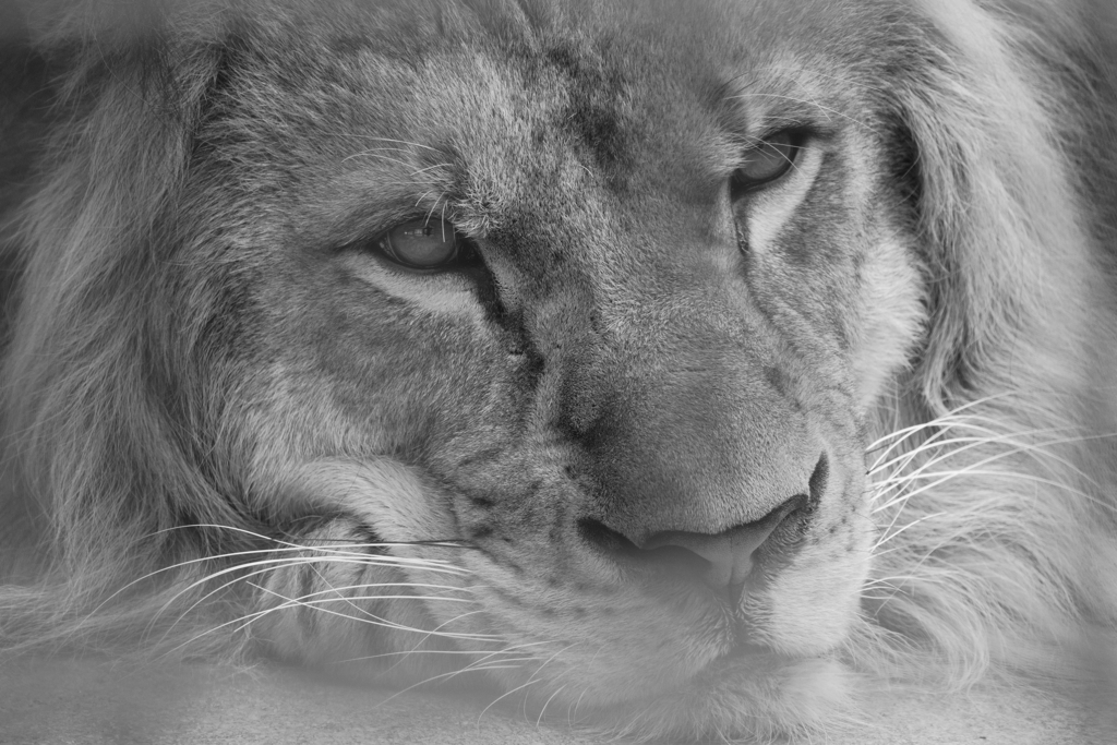 百獣の王