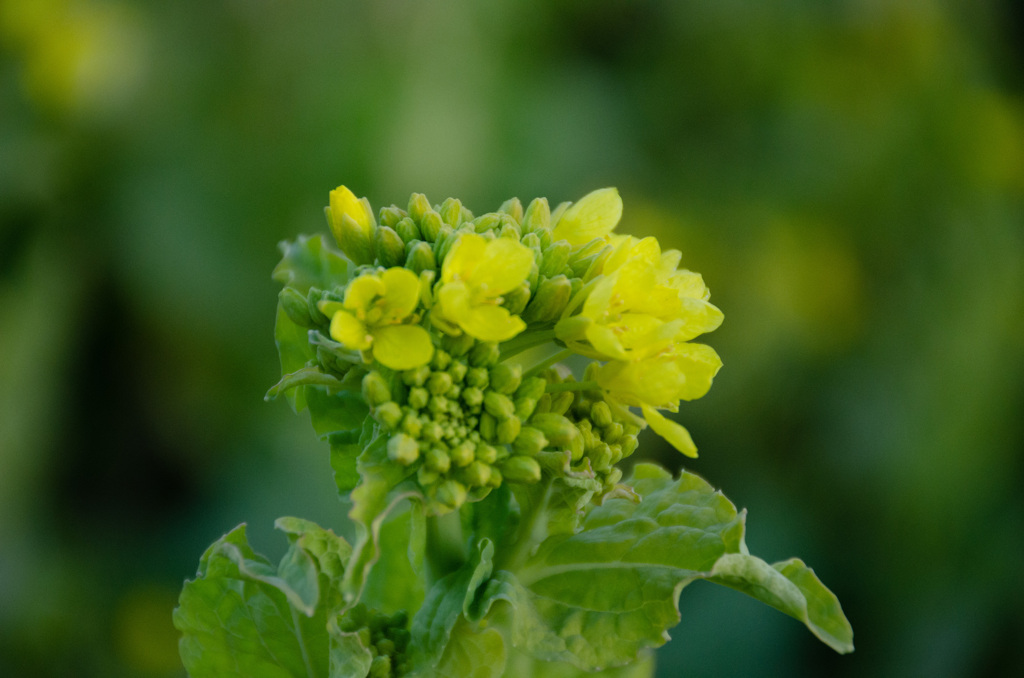 菜の花12