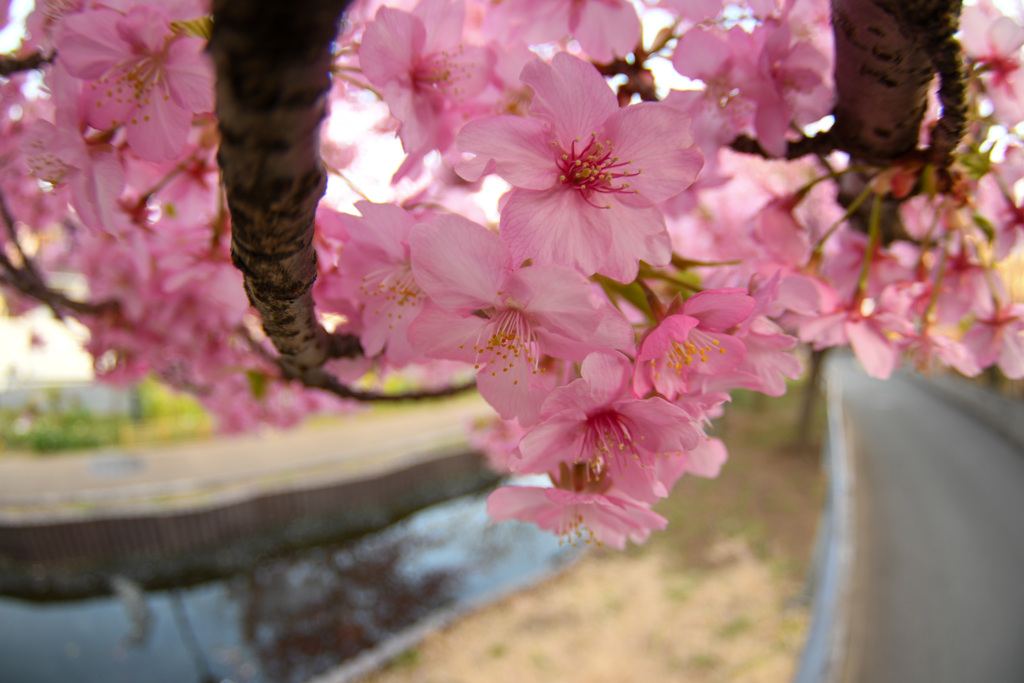 せせらぎ河津桜