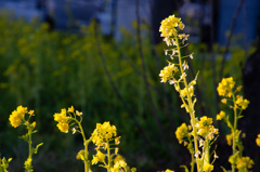 菜の花13