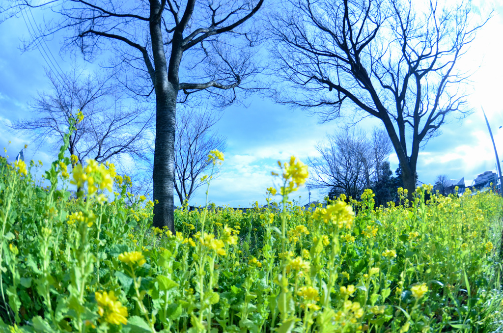 菜の花畑06