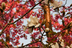 コブシ河津桜