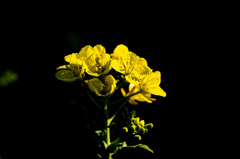 菜の花の黄色