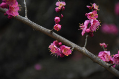 小さな公園の梅