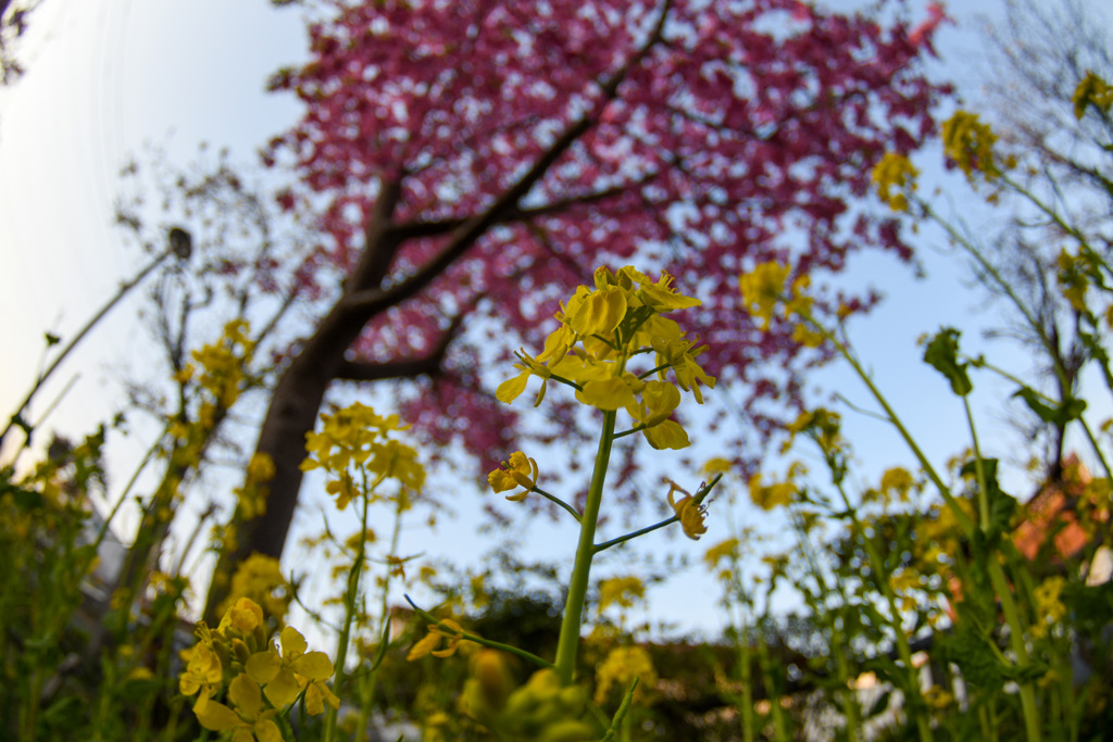 下から河津桜