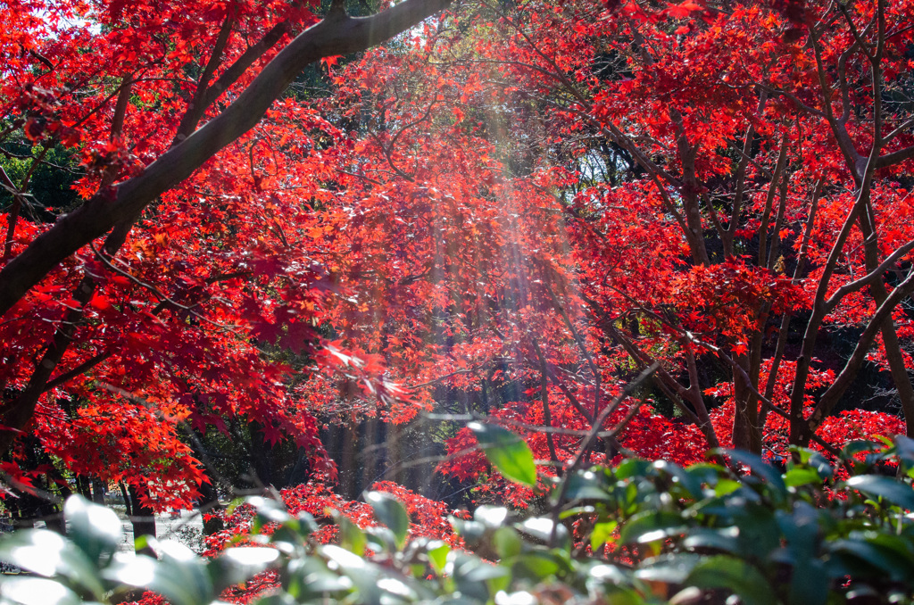 紅葉に降りそそぐ光