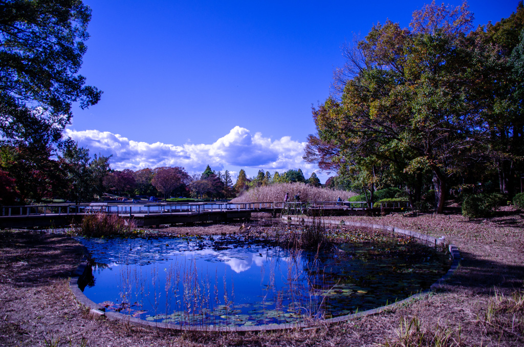 昭和記念公園　水鳥の池