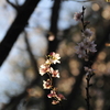 浅草寺 十月桜