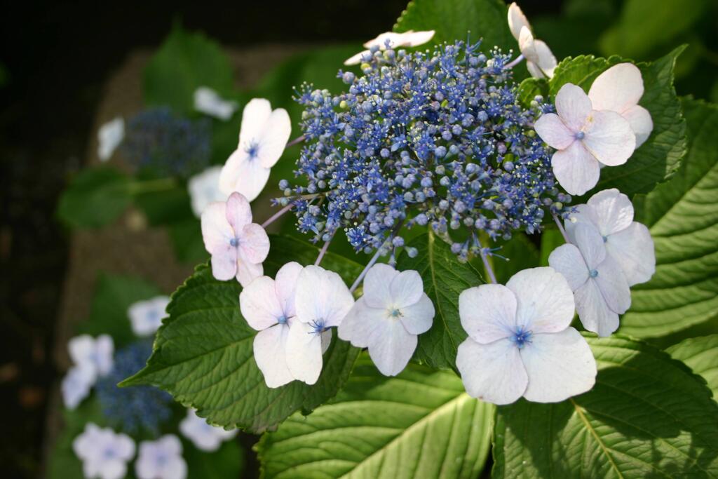 長谷寺の紫陽花
