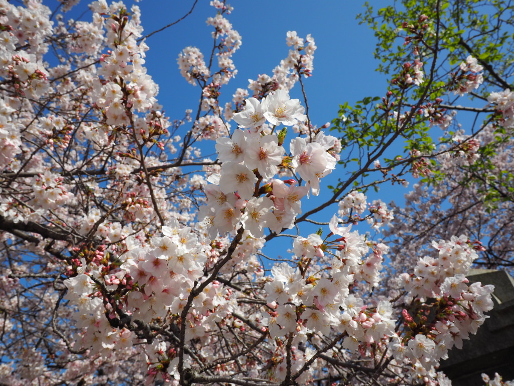 天神の桜