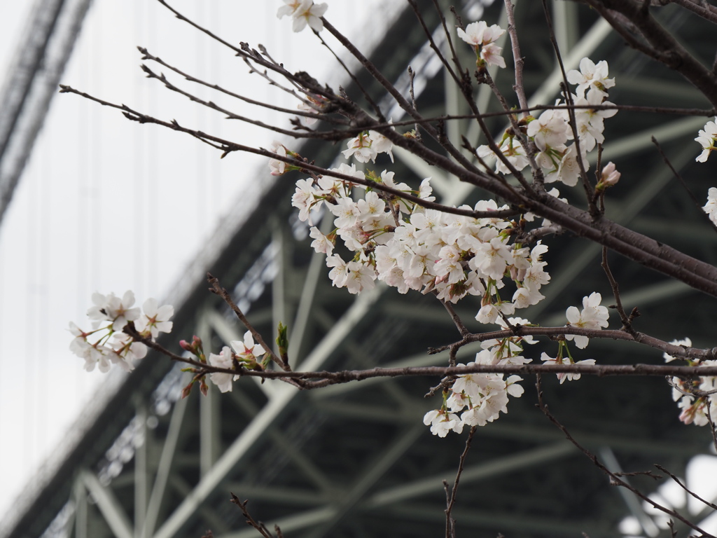 関門海峡の桜