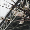 関門海峡の桜