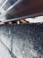 ご近所さん