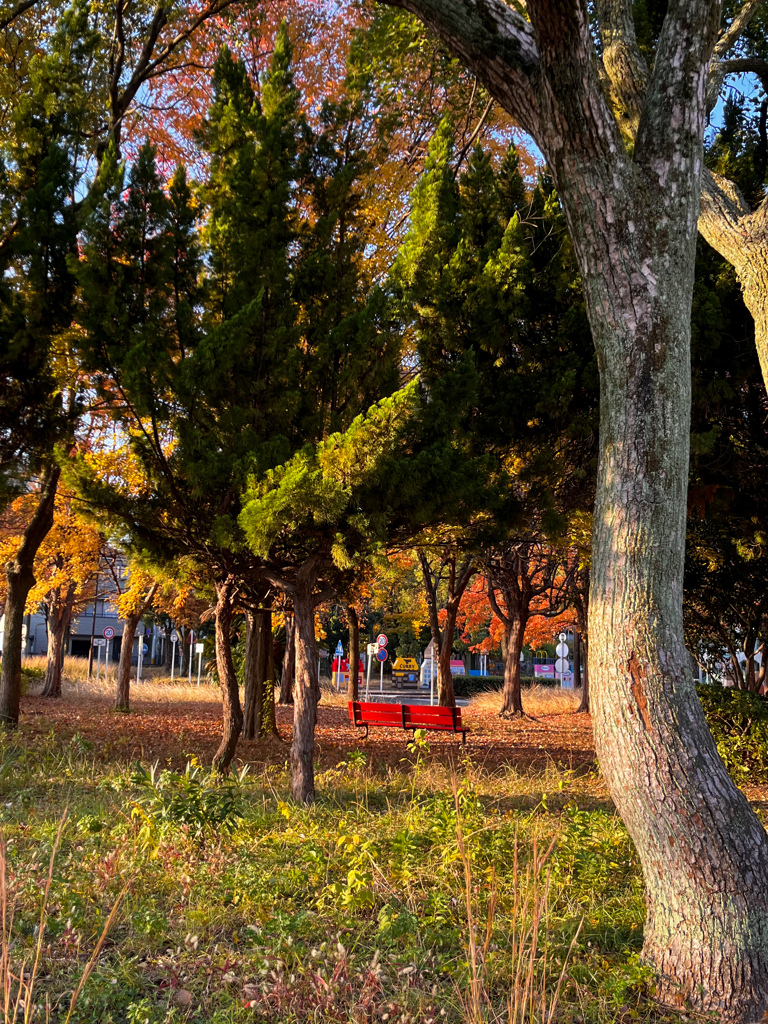 紅葉ベンチ