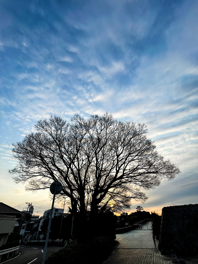 東風解凍-七十二候　はるかぜこおりをとく