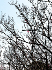 桜始開-七十二候　さくらはじめてひらく