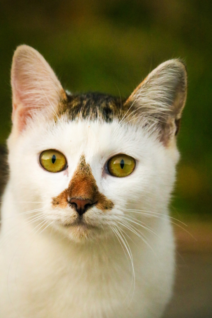 野良猫