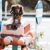 愛犬