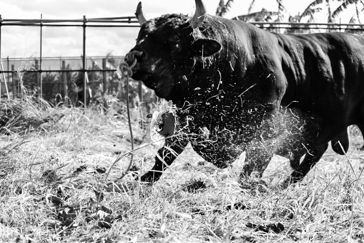 うるま市の闘牛
