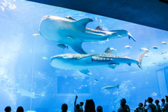 美ら海水族館ジンベエザメ