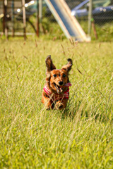 愛犬散歩