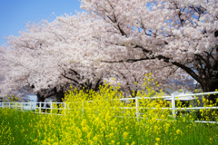菜の花越しの桜