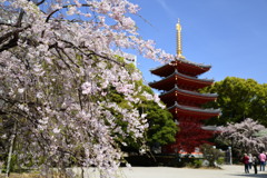 桜とお寺