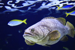 高級魚