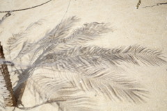 砂浜