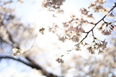 お花見