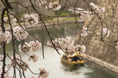 桜と御座船