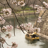 桜と御座船