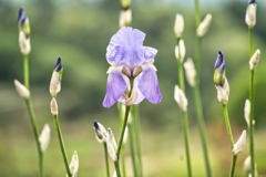 早咲き菖蒲