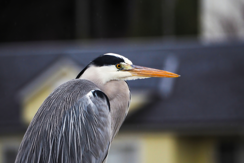 Grey Heron