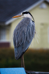 Grey Heron