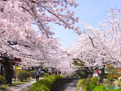 京都　桜　哲学の道