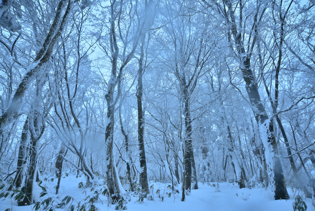 雪の樹林帯＠恐羅漢山